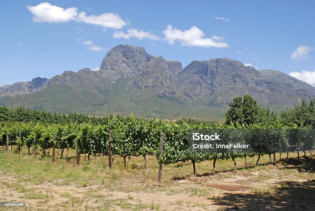 vineyard in province West Cape(South Africa) Agriculture Stock Photo