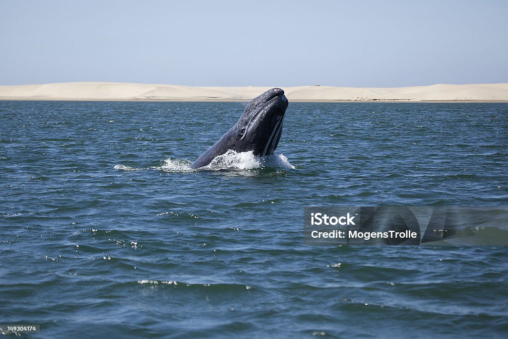 Grey whale breaching, Baja California, Mexico Adult grey whale jumping out of the water, Baja California, Mexico Gray Whale Stock Photo