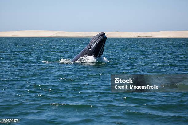 Grey Whale Breaching Baja California Mexico Stock Photo - Download Image Now - Gray Whale, Mexico, Animal