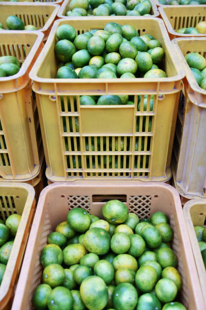 istock Harvested early-cut tangerines 1493041903