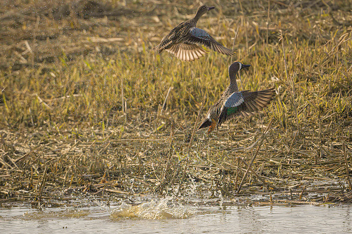 pair of blue winged teal ducks launch into the air