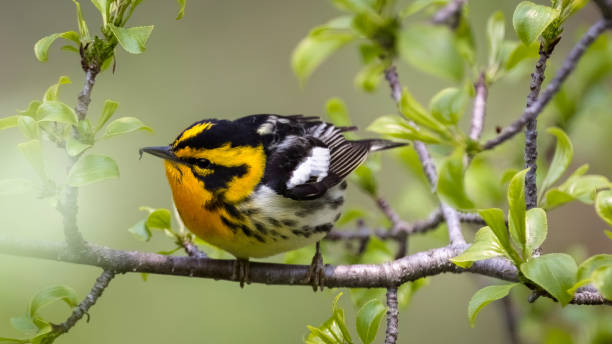 istock on the tip of it's beak 1493043169