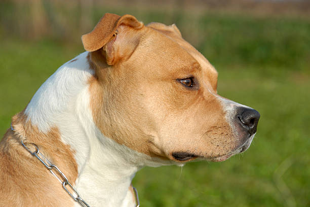 istock american staffordshire terrier 149304473