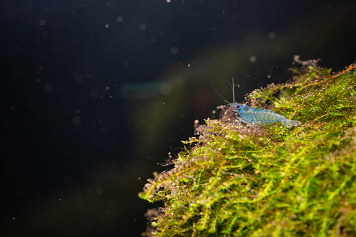 blue dream neocaridina shrimp wondering around on a Christmas moss