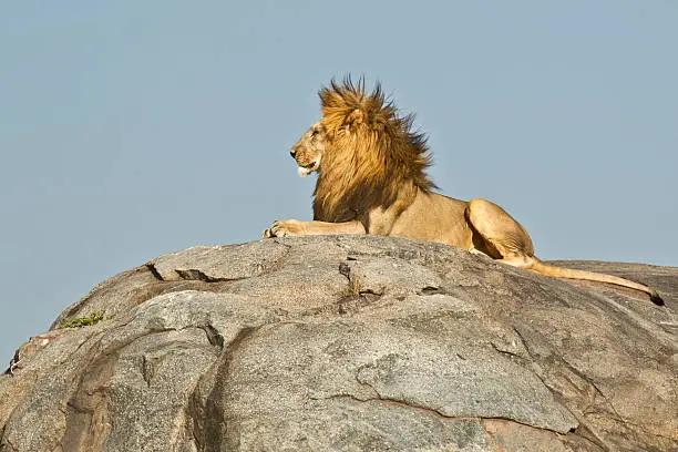 Photo of Male African Lion (Panthera leo)