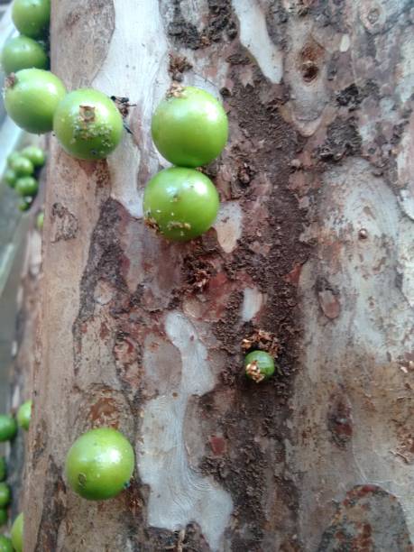 istock Jabuticaba fruit or Brazilian grape tree, species Plinia cauliflora. The young fruit is green, a exotic fruit of the jaboticaba growing on the tree trunk. 1493046038