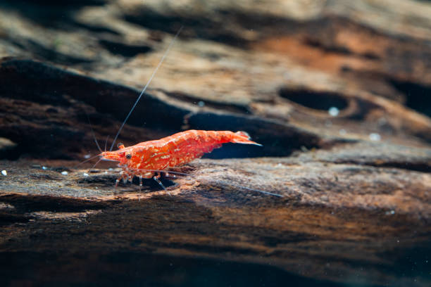 istock a red cherry shrimp eating some algae on a driftwood 1493046750