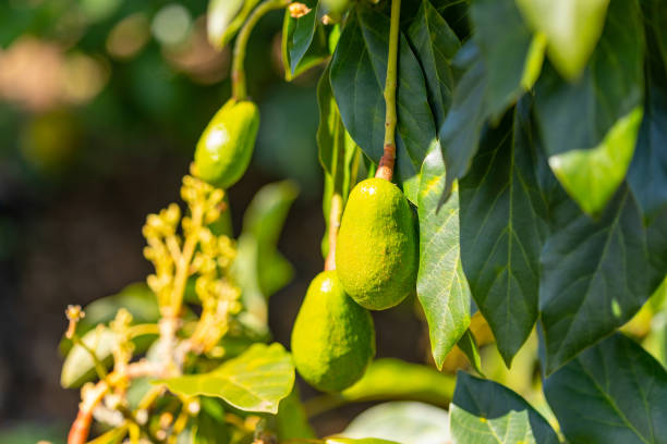 avocats sur un arbre - avocado australia crop farm photos et images de collection