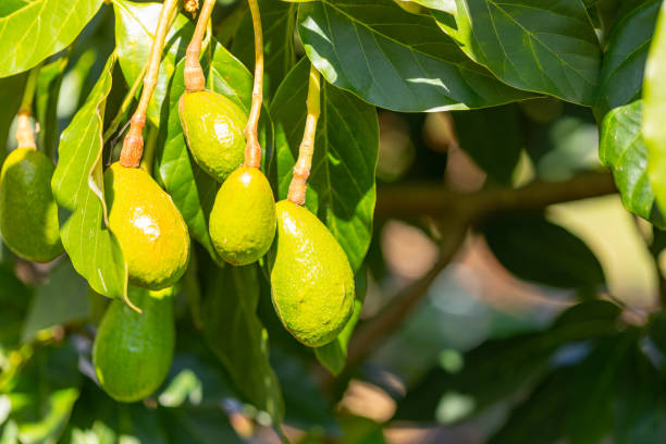 avocats sur un arbre - avocado australia crop farm photos et images de collection