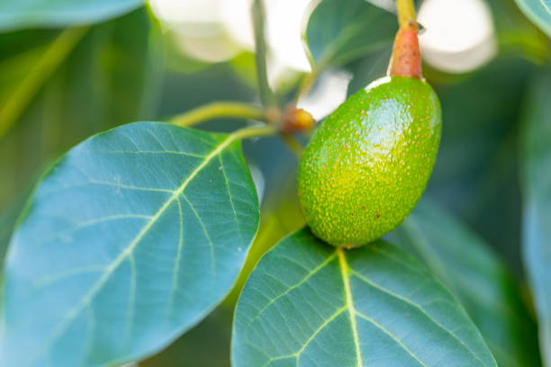 avocat sur un arbre - avocado australia crop farm photos et images de collection