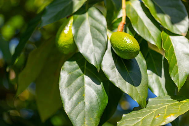 авокадо на дереве - avocado australia crop farm стоковые фото и изображения