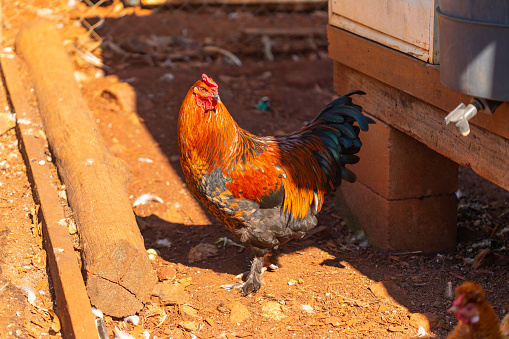 Chickens on a farm at Wyrallah near Lismore, NSW, Australia