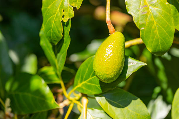 avocat sur un arbre - avocado australia crop farm photos et images de collection