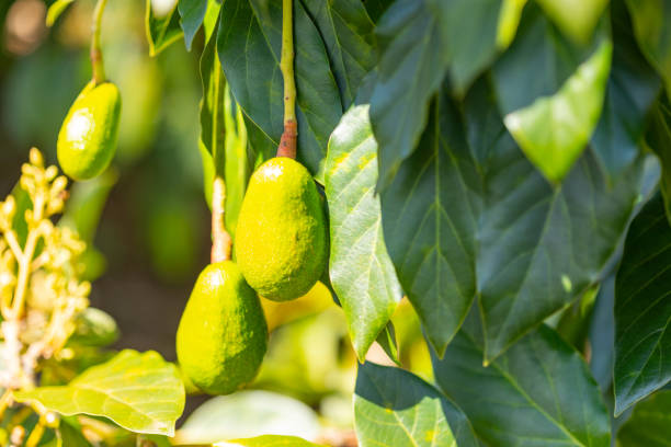 avocats sur un arbre - avocado australia crop farm photos et images de collection