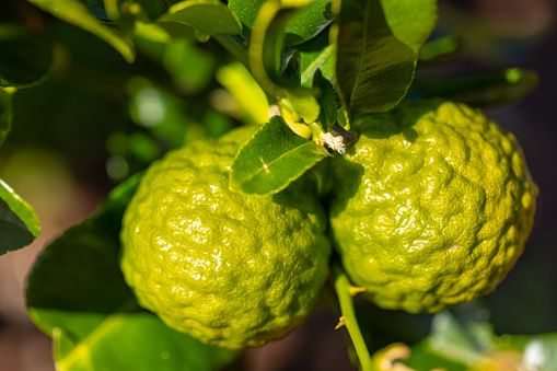 Clusters of grapefruits with visible rain drops hanging from tree ready to be harvested.