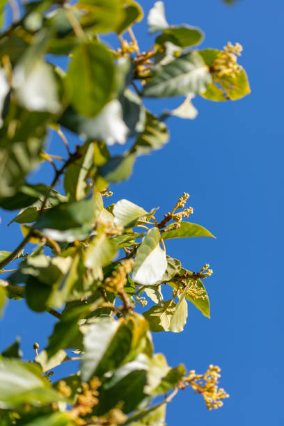 arbre d’avocat - avocado australia crop farm photos et images de collection