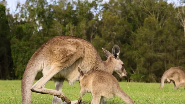 Kangaroo Mother and Baby Grazing on Green Grass