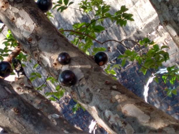 Jabuticaba fruit or Brazilian grape tree, species Plinia cauliflora, a purplish-black, white-pulped fruits can be eaten raw or be used to make juice, wine or jellies. stock photo