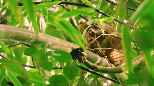 A common brown lemur (Eulemur fulvus). Madagascar Island