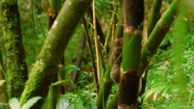 A common brown lemur (Eulemur fulvus) Climbing trees in Tropical rainforest of Madagascar island
