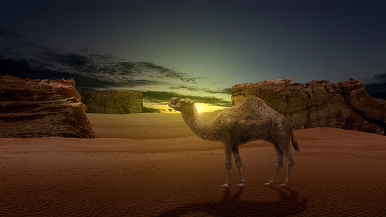 Camel crossing the desert with sunset sky background