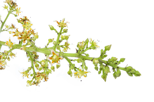 A branch of mango blossom. Mango flower, mango bouquet or mango flower  on white background.