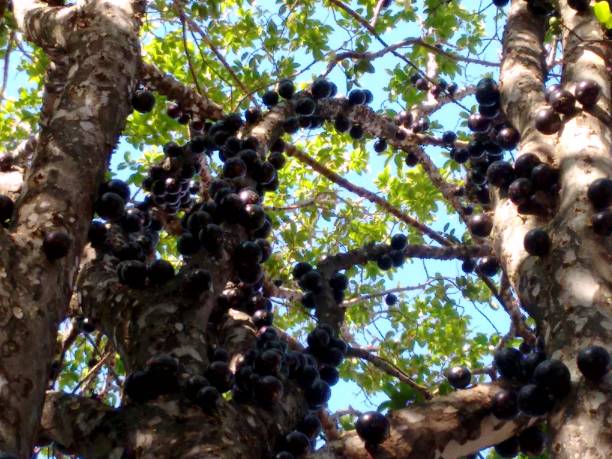 Branches of jabuticaba or brazilian grapetree, species Plinia cauliflora on sky background, with exotic ripe fruit growing on the tree trunk, a purplish-black, white-pulped fruits can be eaten raw or be used to make juice, wine or jellies. stock photo