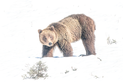 Grizzly bear walking in snow in the Yellowstone Ecosystem in western USA of North America. The nearest city is Jackson, Wyoming.