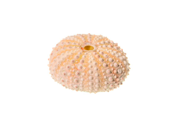 sea urchin shell isolated on white background - green sea urchin fotos imagens e fotografias de stock