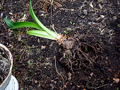 Amaryllis flower bulbs with clods of earth close-up