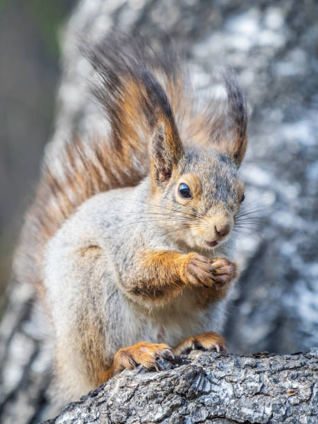 istock The squirrel with nut sits on a branches in the spring or summer. 1493063513