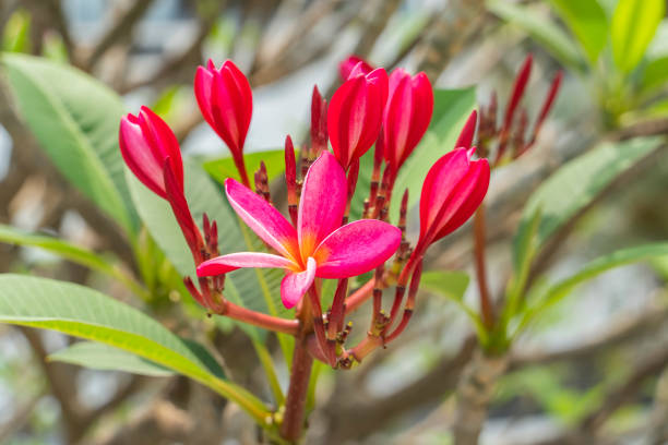 Red jasmine flower (Plumeria rubra)