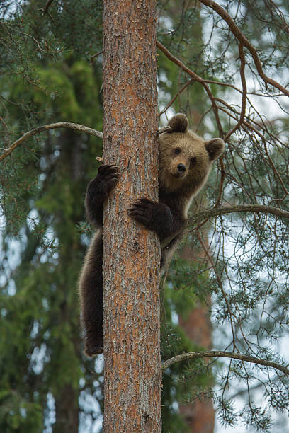 istock Brown bear climbing tree in Finnish forest 149306674