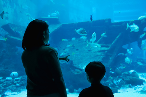 Mother and son watching aquatic animals under the sea.