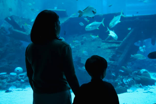 fish swimming in the aquarium