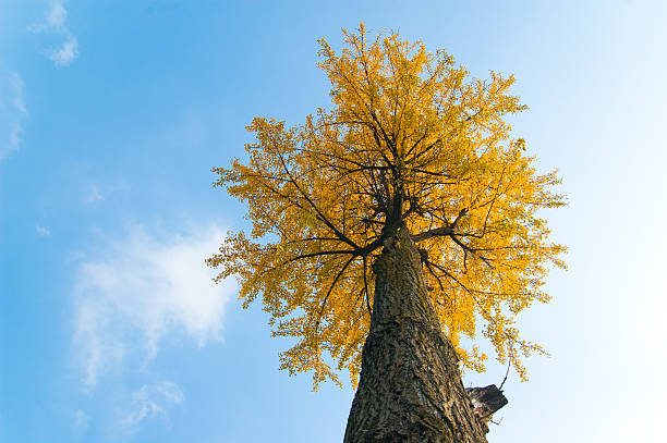 Cтоковое фото Осенний гингко дерево