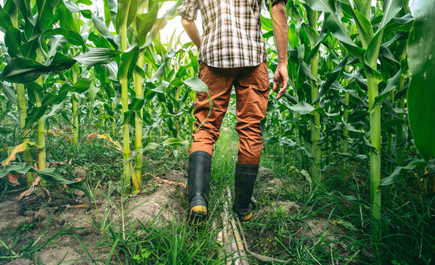 istock Farmer in rubber boots in the cornfield. agricultural concept. 1493071526