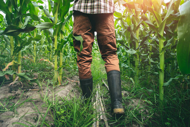istock Farmer in rubber boots walking to check the corn fields. agricultural concept. 1493071528