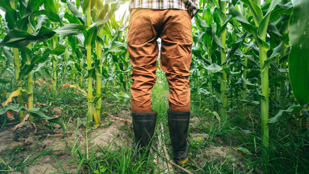 istock Farmer in rubber boots standing in the cornfield. agricultural concept. 1493071531
