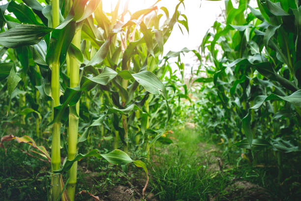 istock Green corn leaves in agricultural garden. 1493071553