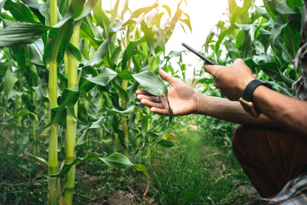 istock close up farmer sitting in corn field and using mobile phone. modern application of technologies in agricultural activities. 1493071561