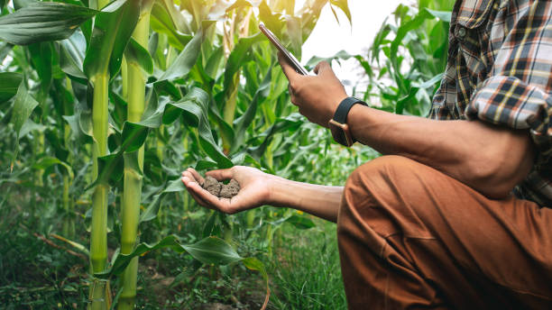 istock farmer holding the soil in corn field and using mobile phone. modern application of technologies in agricultural activities. 1493071567
