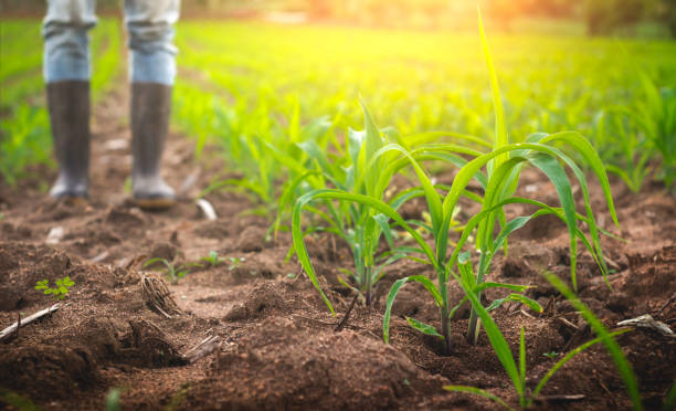 istock Farmer in rubber boots standing in the corn field. 1493071620