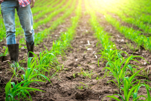 istock Young corn field. in Morning  with farmer. 1493071676