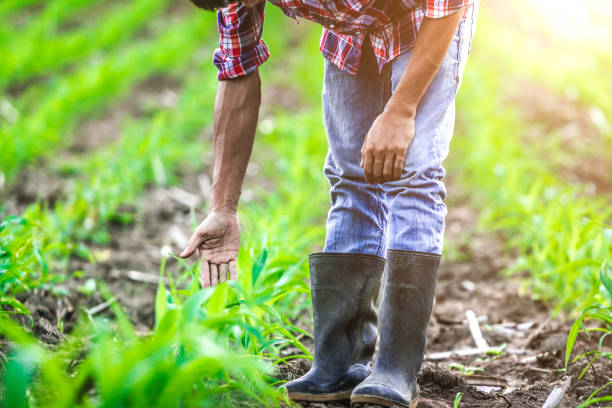 istock Young farmer standing in his cornfield at sunset watching his crop. 1493071690