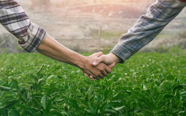 istock close up farmer shaking hands on potato leaves. farmer concept. 1493071730