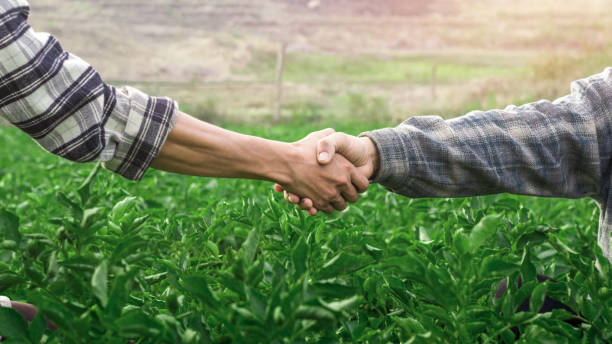 istock two farmer shaking hands on potato leaves. farmer concept. 1493071733