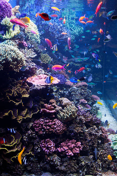 istock Saltwater Aquarium with Tropical Fish 149307354