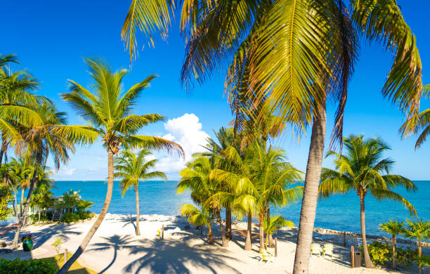 istock IslaMorada, Florida keys beach scene in the morning 1493074254