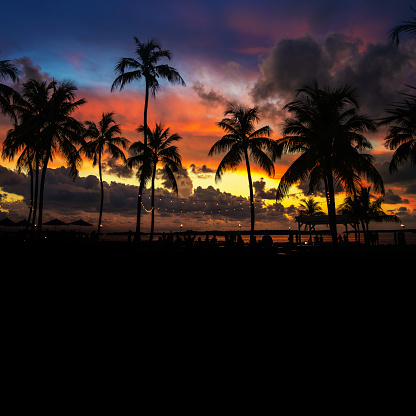 Palm trees at Sunset